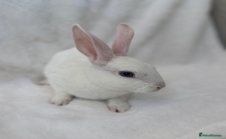 Rex rabbits - Advert 5