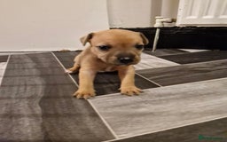 Mixed Breed dogs for sale: Staffie bullweiler puppies  - Image 11
