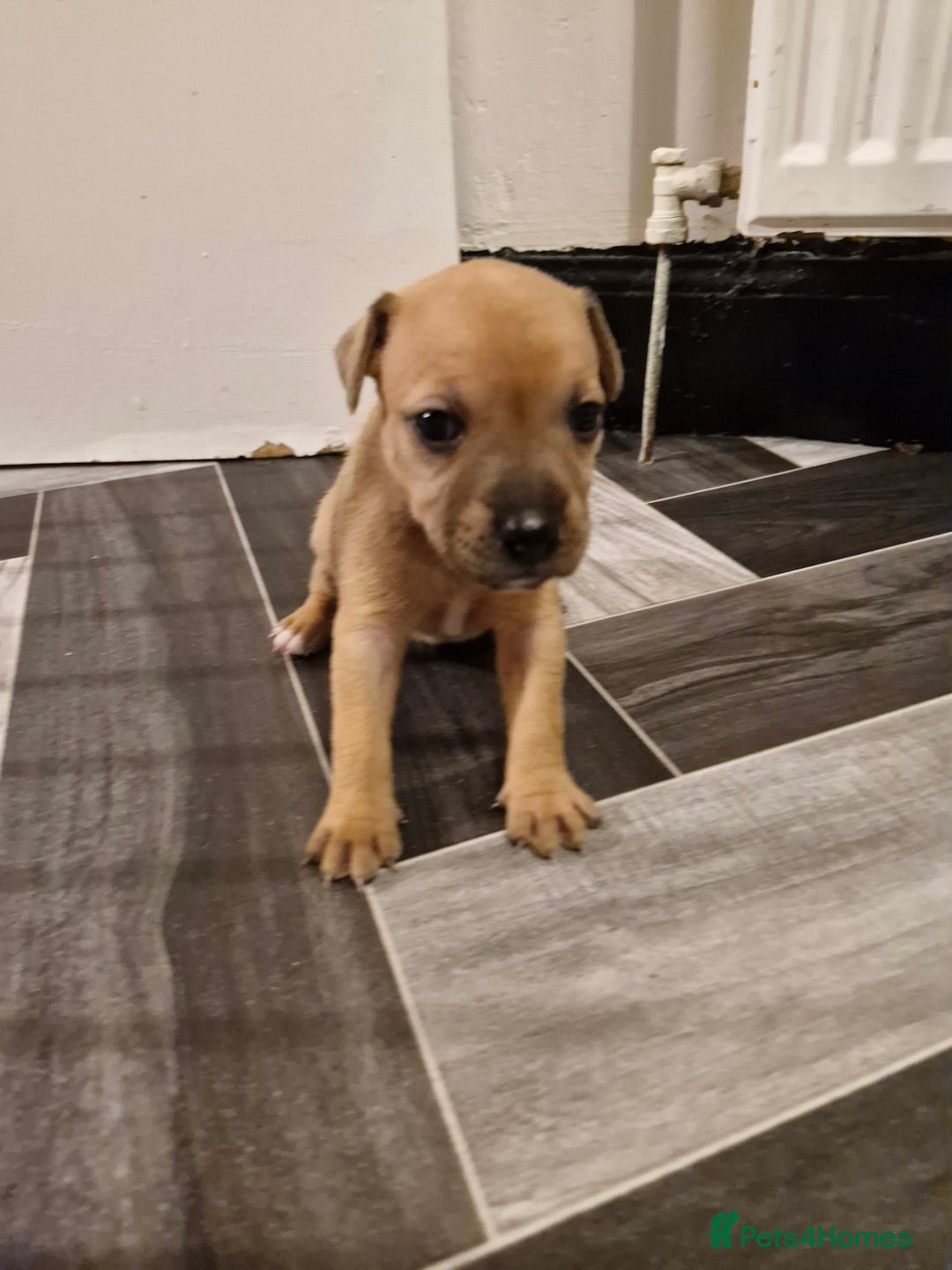 Mixed Breed dogs for sale: Staffie bullweiler puppies  - Image 11