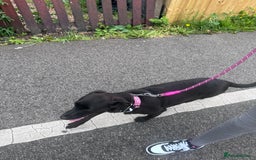 Mixed Breed dogs for sale: Female dog  - Image 6