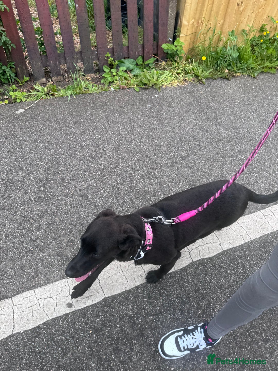 Mixed Breed dogs for sale: Female dog  - Image 6