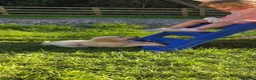 Golden Retriever dogs for sale: Beautiful Golden Retriever Puppies - Advert 11