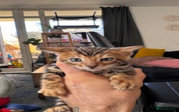 Bengal cats for sale: Bengal kittens Pure just born - Image 7