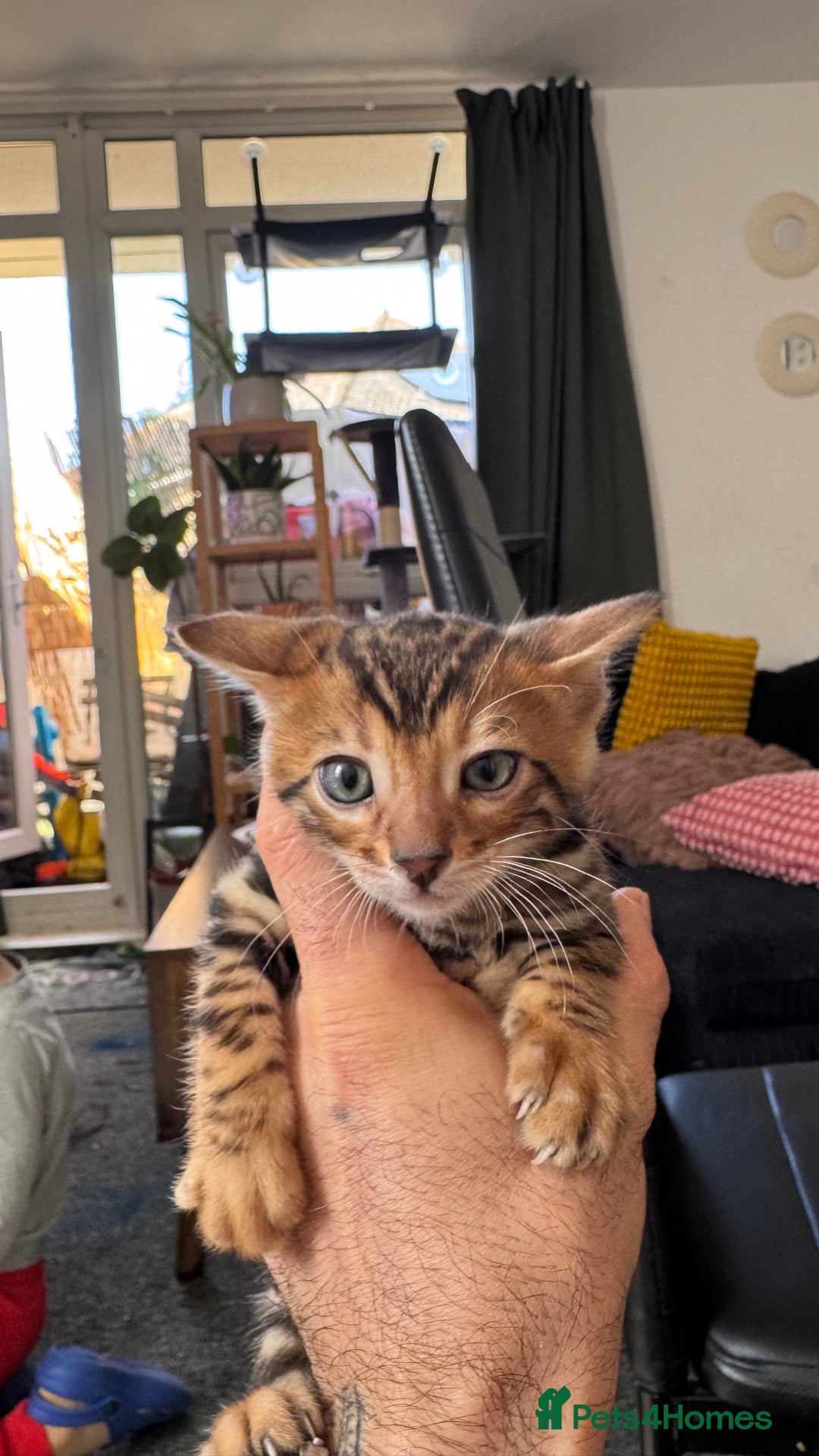 Bengal cats for sale: Bengal kittens Pure just born - Image 7