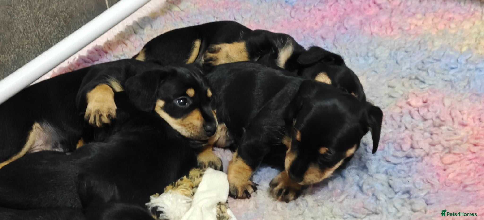 Mixed Breed dogs Mini Schnauzer /Mini Daxi F1 Schnoxie puppies  - Advert 2