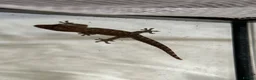 Gecko reptiles for sale: Baby Mourning Geckos (Lepidodactylus lugubris) - Advert 2