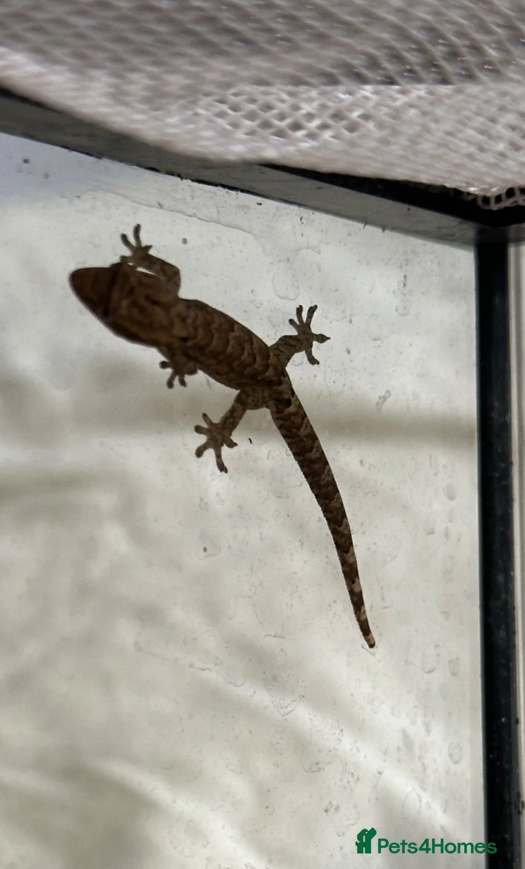 Gecko reptiles for sale: Baby Mourning Geckos (Lepidodactylus lugubris) - Advert 2