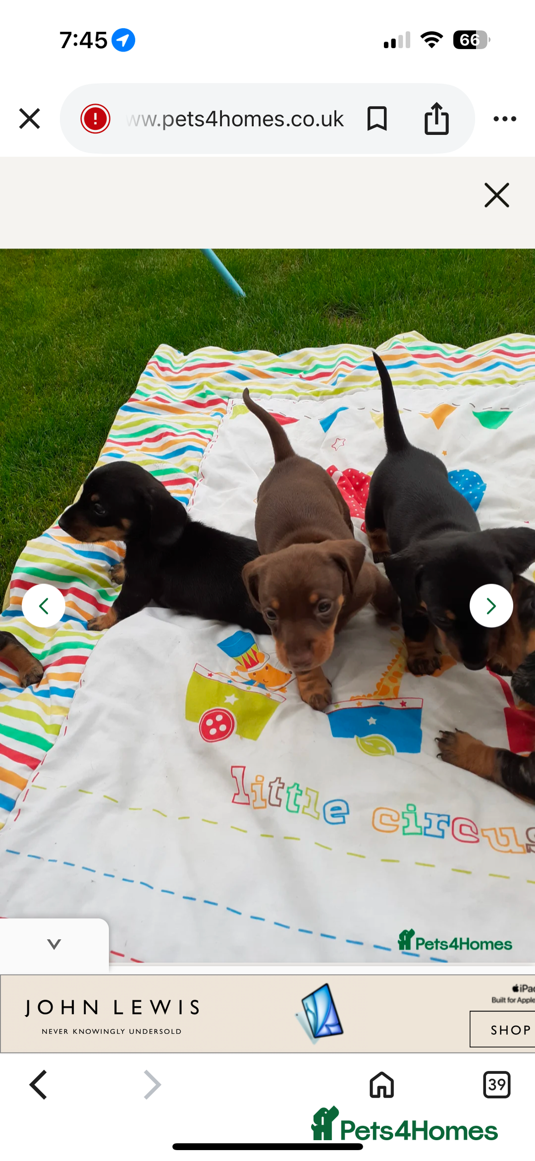 Miniature Dachshund dogs for sale: Female 9 weeks old  - Image 7