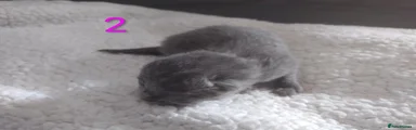 British Shorthair 2
