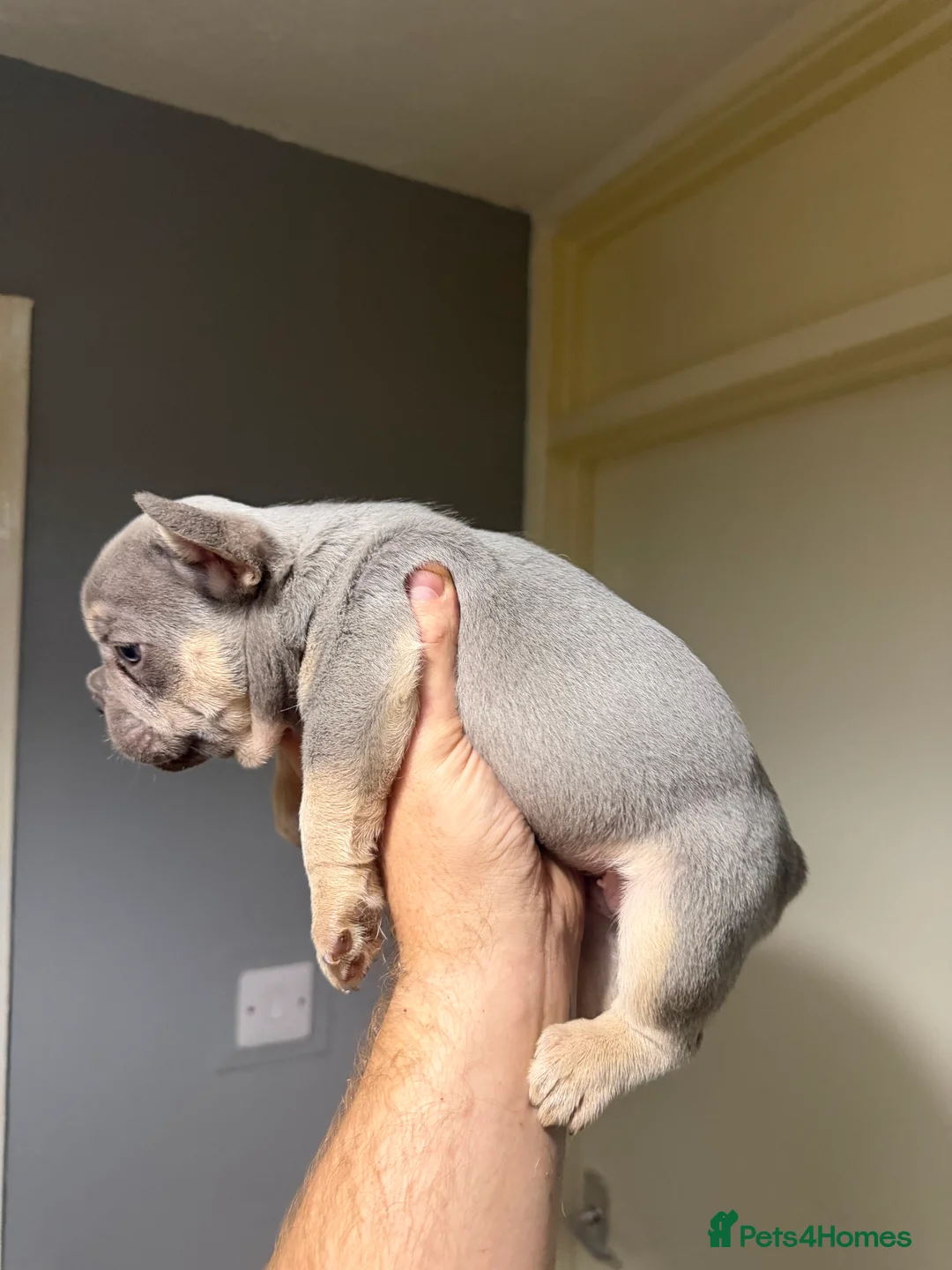 French Bulldog dogs for sale: French Bulldog Puppies  - Advert 6