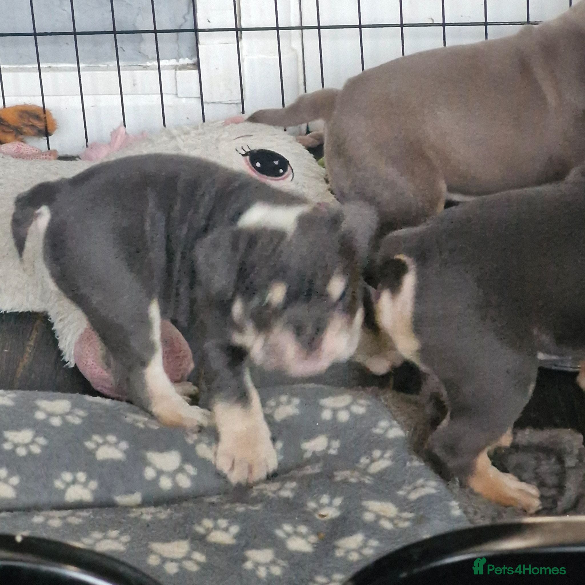 English Bulldog dogs REDUCED 1 GIRL  KC REG  ENGLISH BULLDOG  - Advert 2