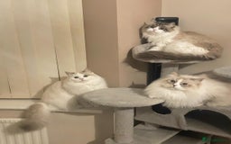 Siberian cats for sale: Three GCCF Neva Masquerade Siberian cats  - Image 2