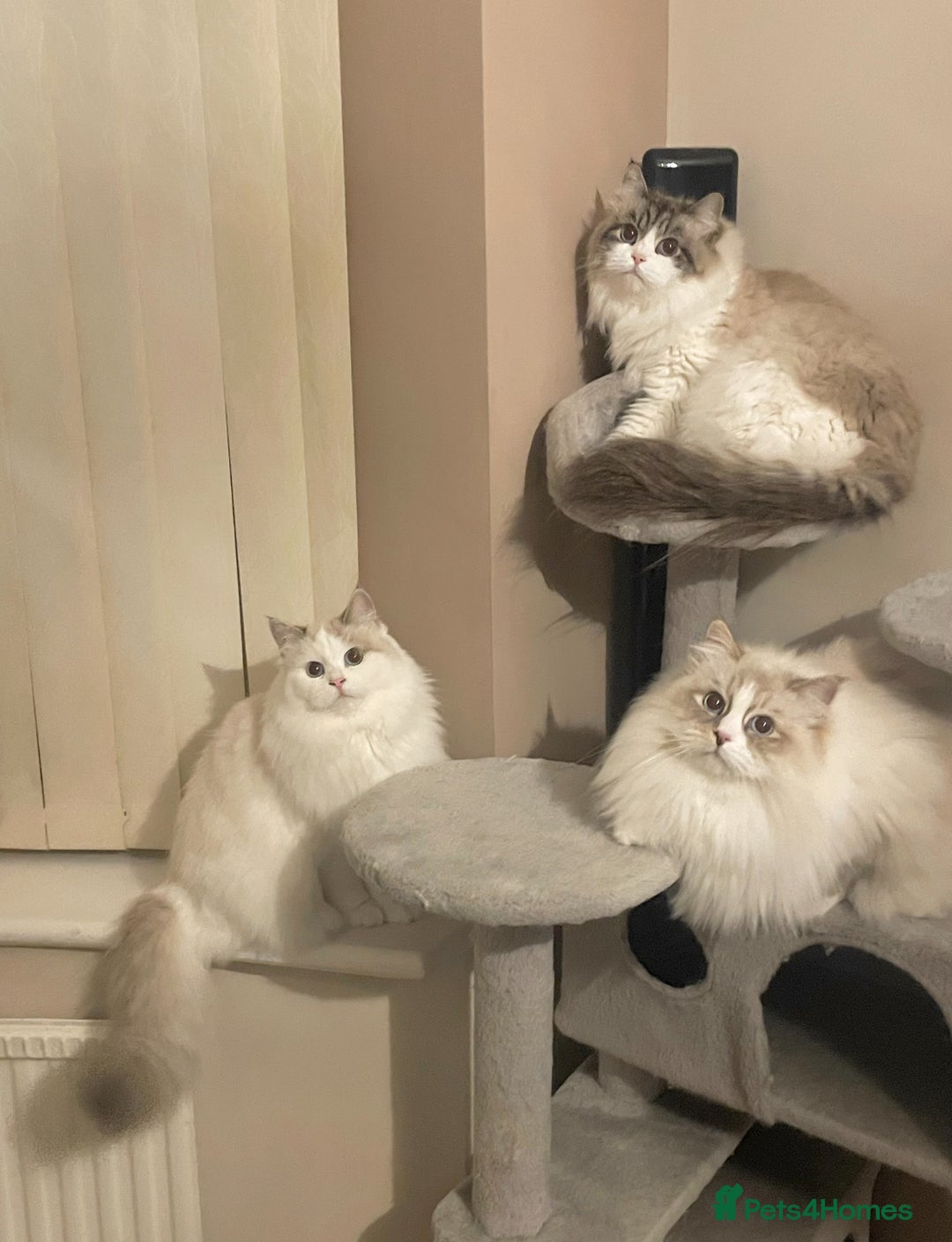 Siberian cats for sale: Three GCCF Neva Masquerade Siberian cats  - Image 2