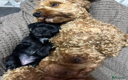 Cockapoo dogs for sale: Stunning F1B Show Cockapoo LAST TO RESERVE - Image 11