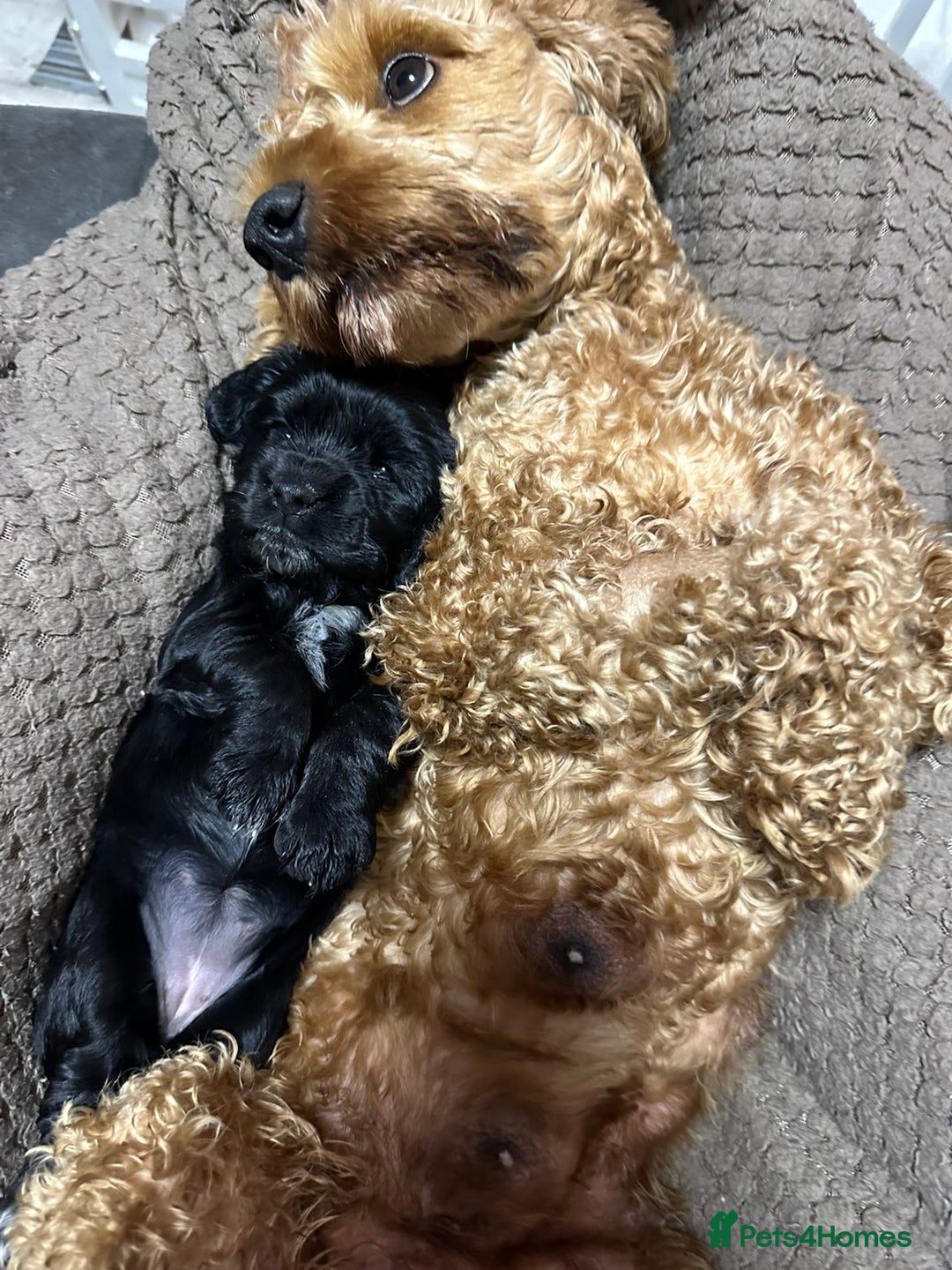 Cockapoo dogs for sale: Stunning F1B Show Cockapoo LAST TO RESERVE - Image 11