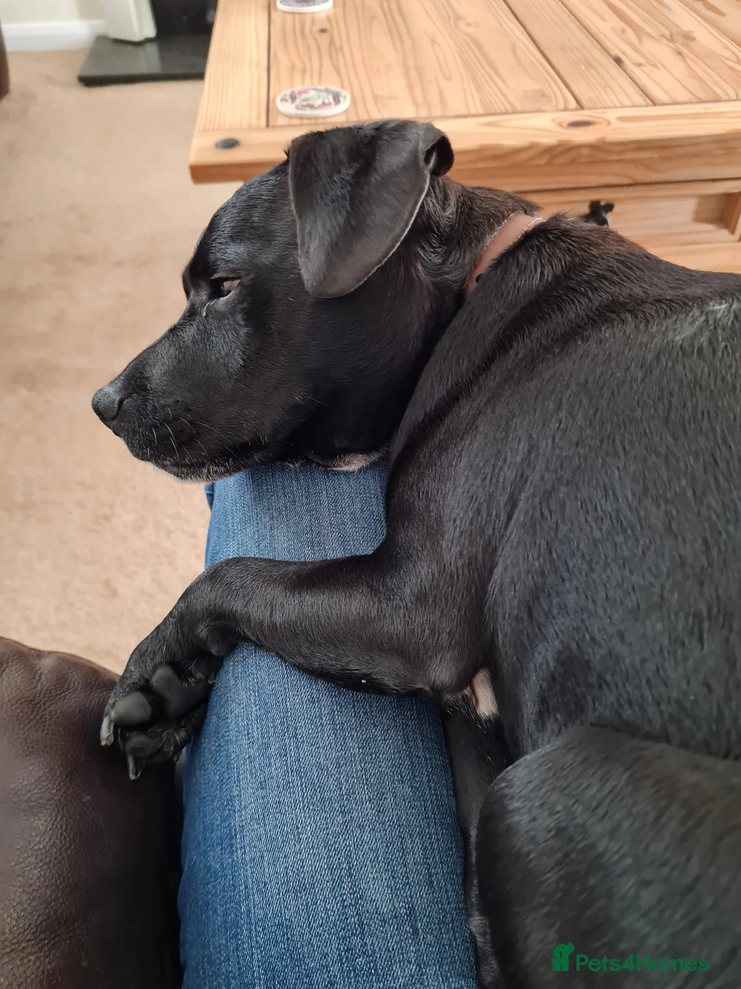 Patterdale Terrier dogs for sale: Patterdale Terrier  - Advert 12