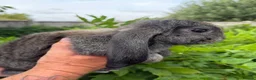 French Lop rabbits for sale: Pedigree French lops - Advert 17