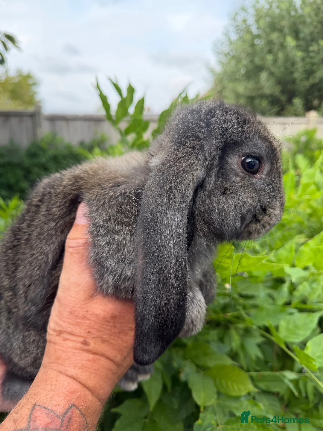 French Lop rabbits for sale: Pedigree French lops - Advert 17