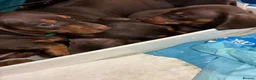 Dachshund dogs for sale: Miniature Dachshund  - Advert 1