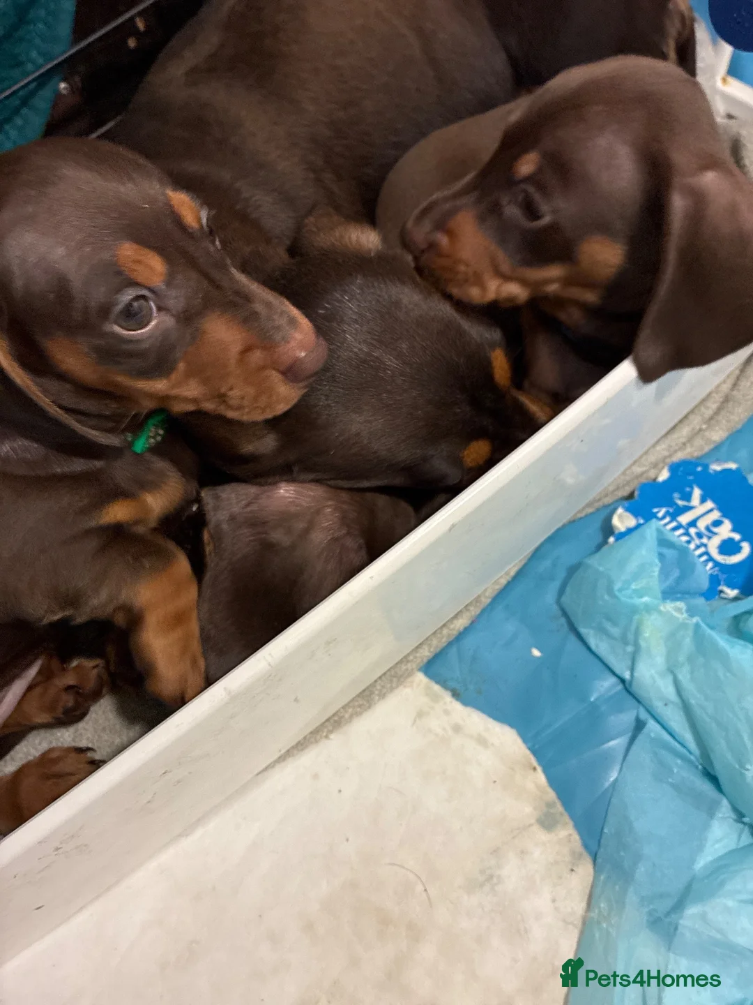 Dachshund dogs for sale: Miniature Dachshund  - Advert 1