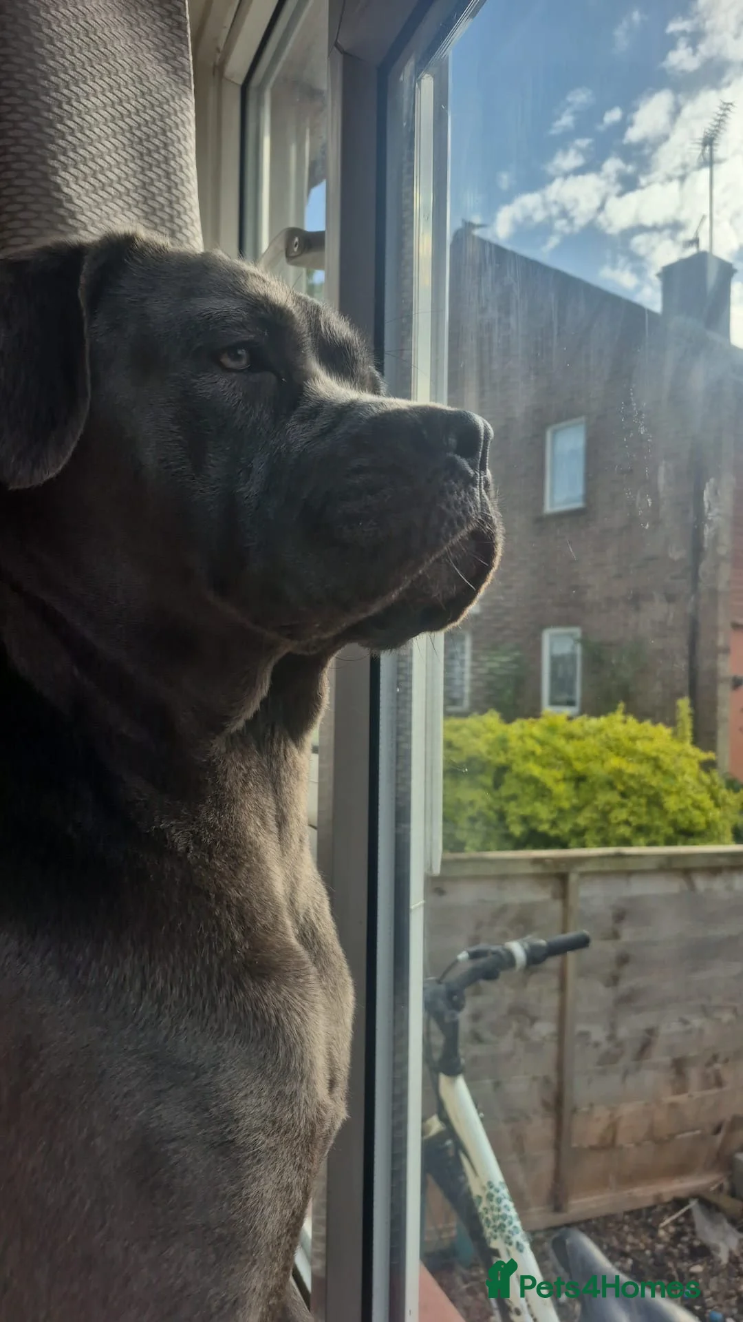 Cane Corso dogs for sale: Nyla  - Advert 1
