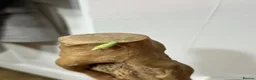 Stick Insects invertebrates for sale: Baby Stick Insects & Various Mantids Available! - Advert 10