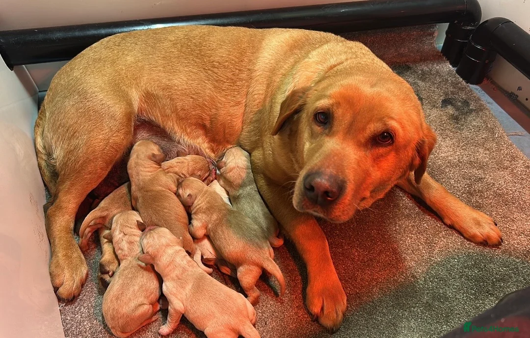 Labrador Retriever dogs for sale: Fox Red KC Registered Labradors 🐾🐾🐾 - Advert 21