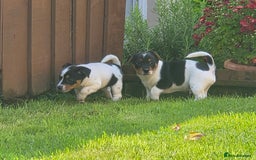 Jack Russell dogs for sale: Tricolour short legs Jack Russell  - Image 26