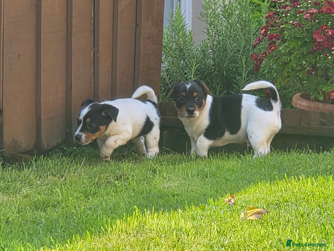 Jack Russell dogs for sale: Tricolour short legs Jack Russell  - Image 26