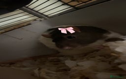 Rat rodents for sale: Friendly male rat need home quick - Image 7