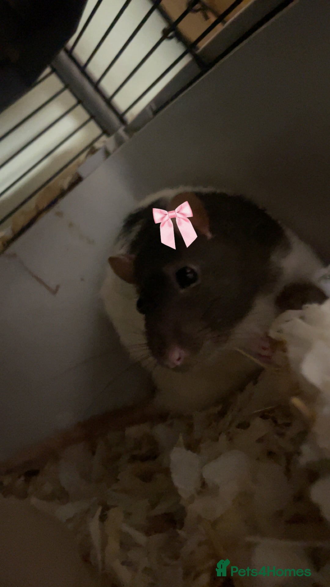 Rat rodents for sale: Friendly male rat need home quick - Image 7