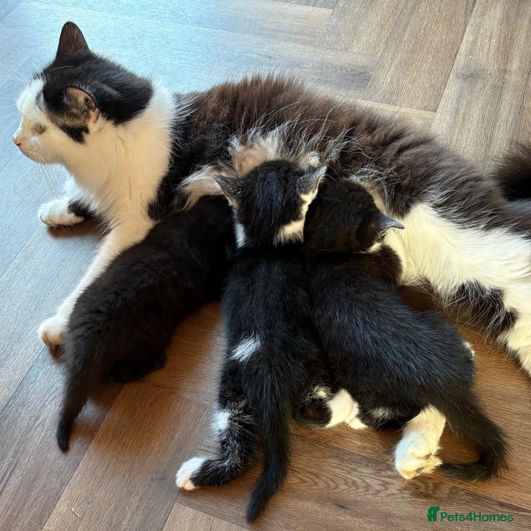 Mixed Breed cats for sale: Three gorgeous kittens! 🐾 - Advert 1