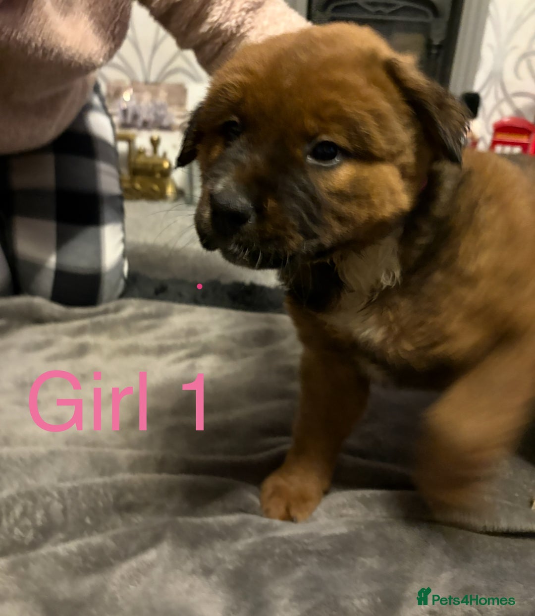 Mixed Breed dogs for sale: Akita x Rottweiler  - Advert 5