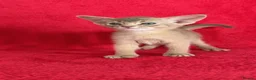 Abyssinian cats for sale: Beautiful GCCF Registered Abyssinian Kittens 💙❤️ - Advert 13