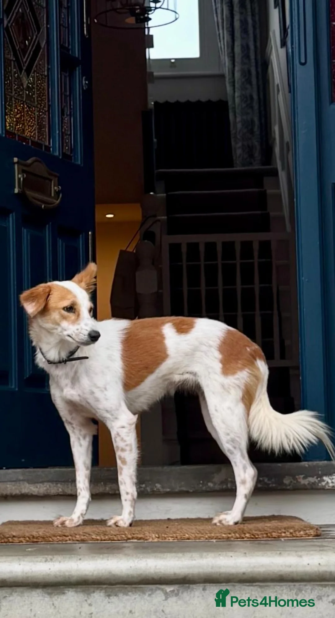 Mixed Breed dogs for sale: Orangina, 18 Months, London (Sri Lanka rescue) - Advert 2