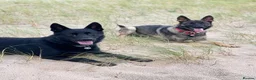 German Shepherd dogs for sale: German Shepherd Puppies - Advert 24