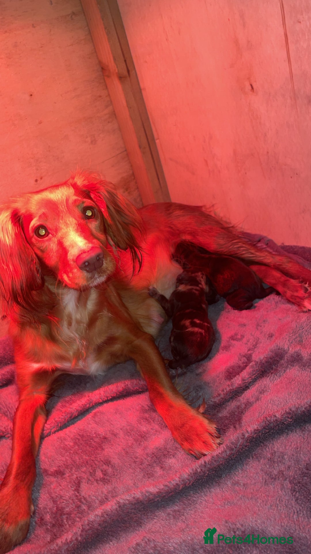 Cocker Spaniel dogs for sale: Stunning Working cocker spaniels  - Advert 2