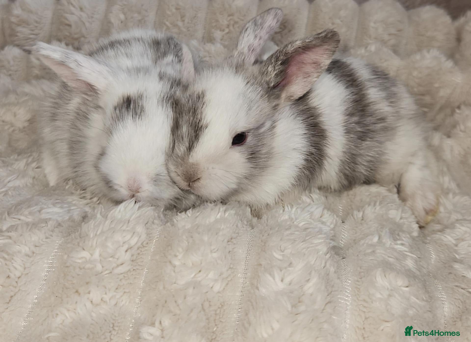 Mini Lop rabbits Mini lop bunnies - Advert 2