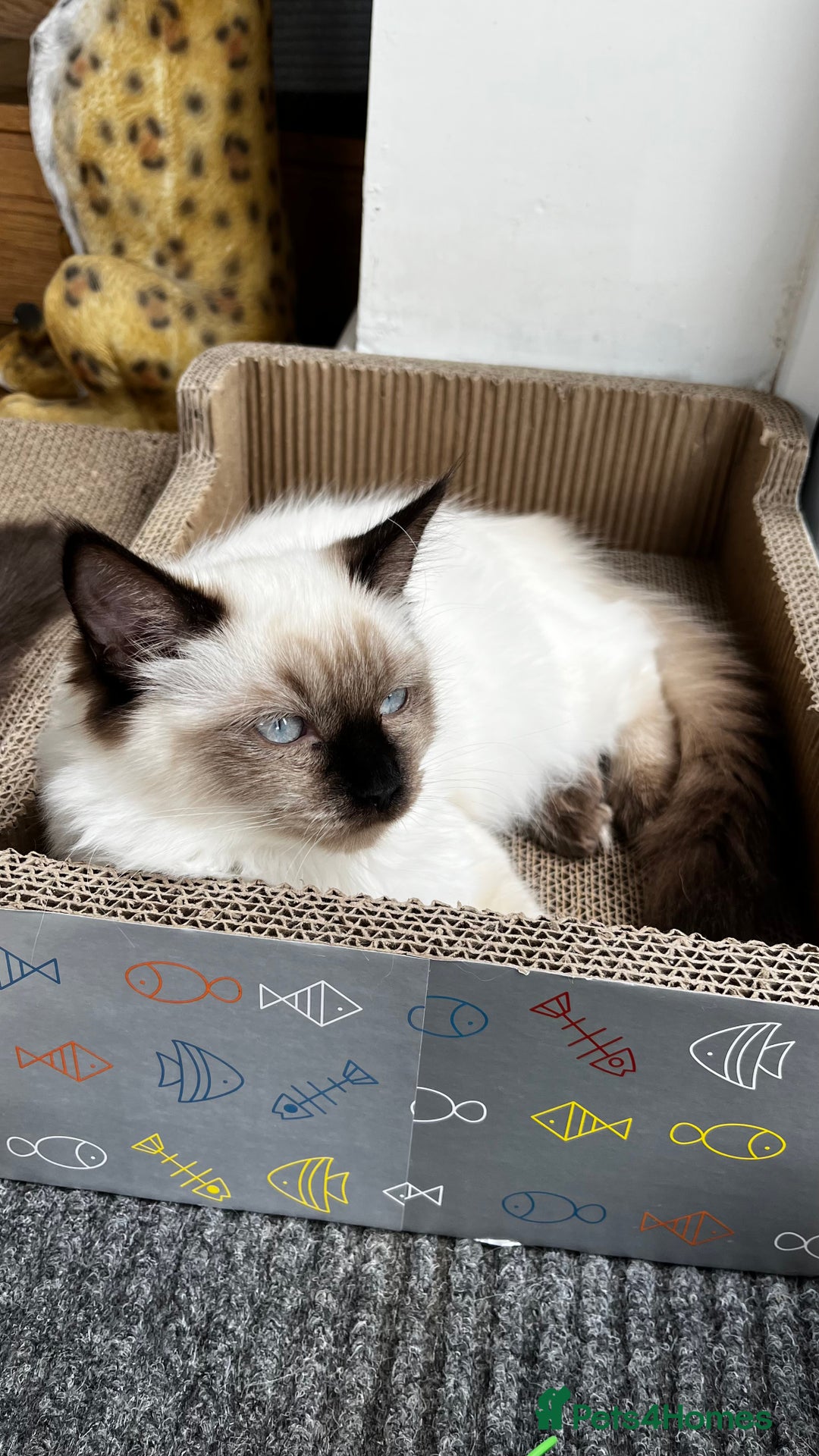 Ragdoll cats for sale: Ragdoll male and female - Advert 2