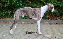 Whippet dogs for sale: *LAST MALE PUPPY* Beautiful KC Registered Puppies - Image 20