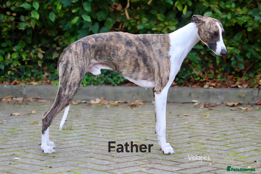 Whippet dogs for sale: *LAST MALE PUPPY* Beautiful KC Registered Puppies - Image 20