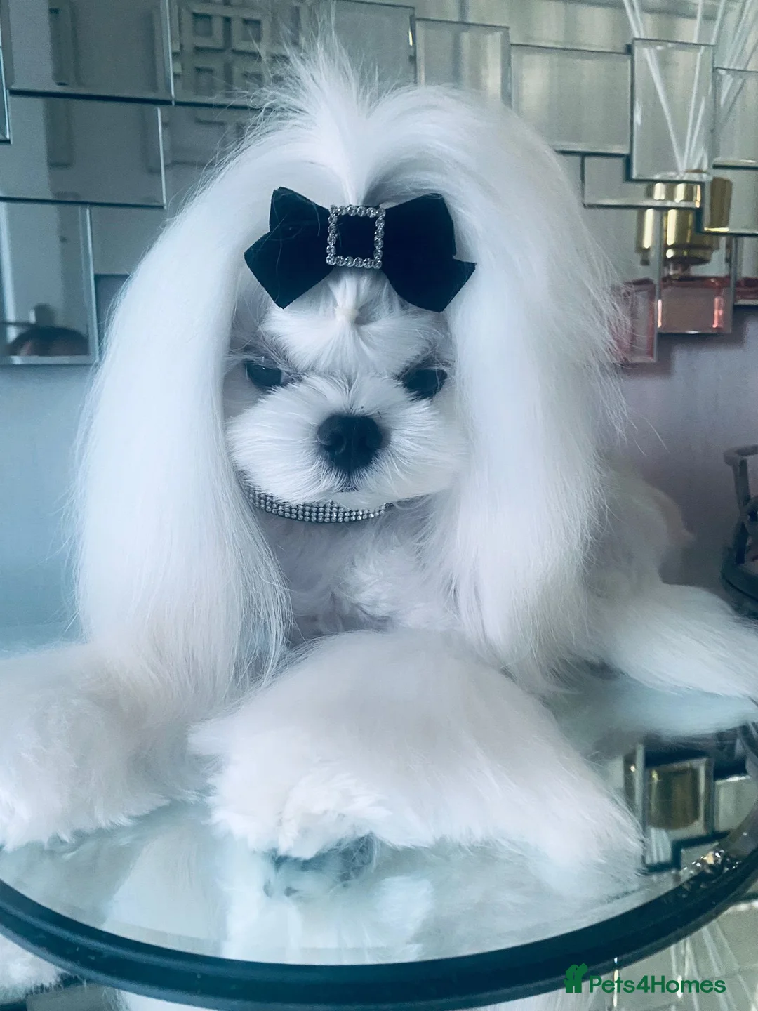 Maltese dogs for stud: Tiny Korean stud dog  in Sevenoaks - Advert 2