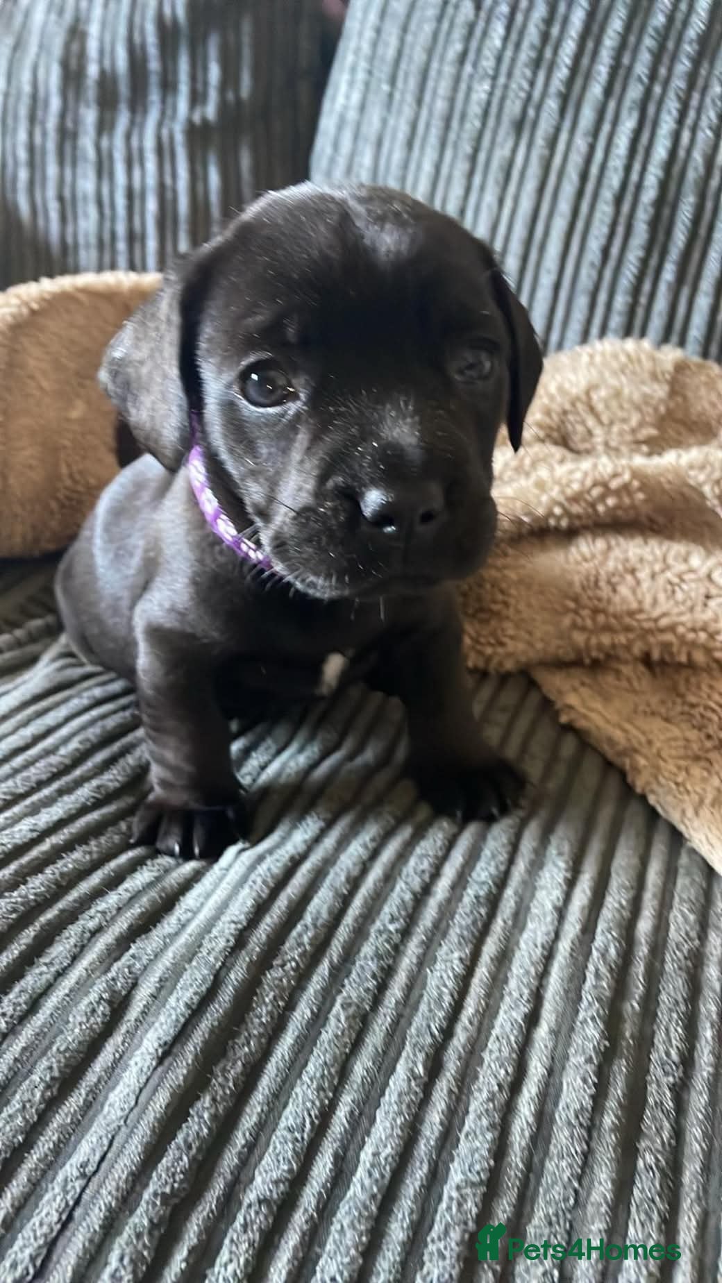 Mixed Breed dogs for sale: 1 Male - 1 Female - Advert 2