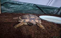 Hermann Tortoise reptiles for sale: Ted the Tortoise - Image 1