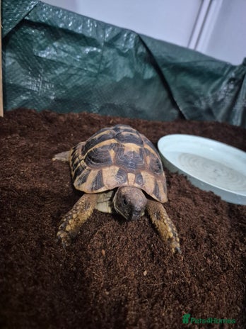 Hermann Tortoise reptiles - Advert 1