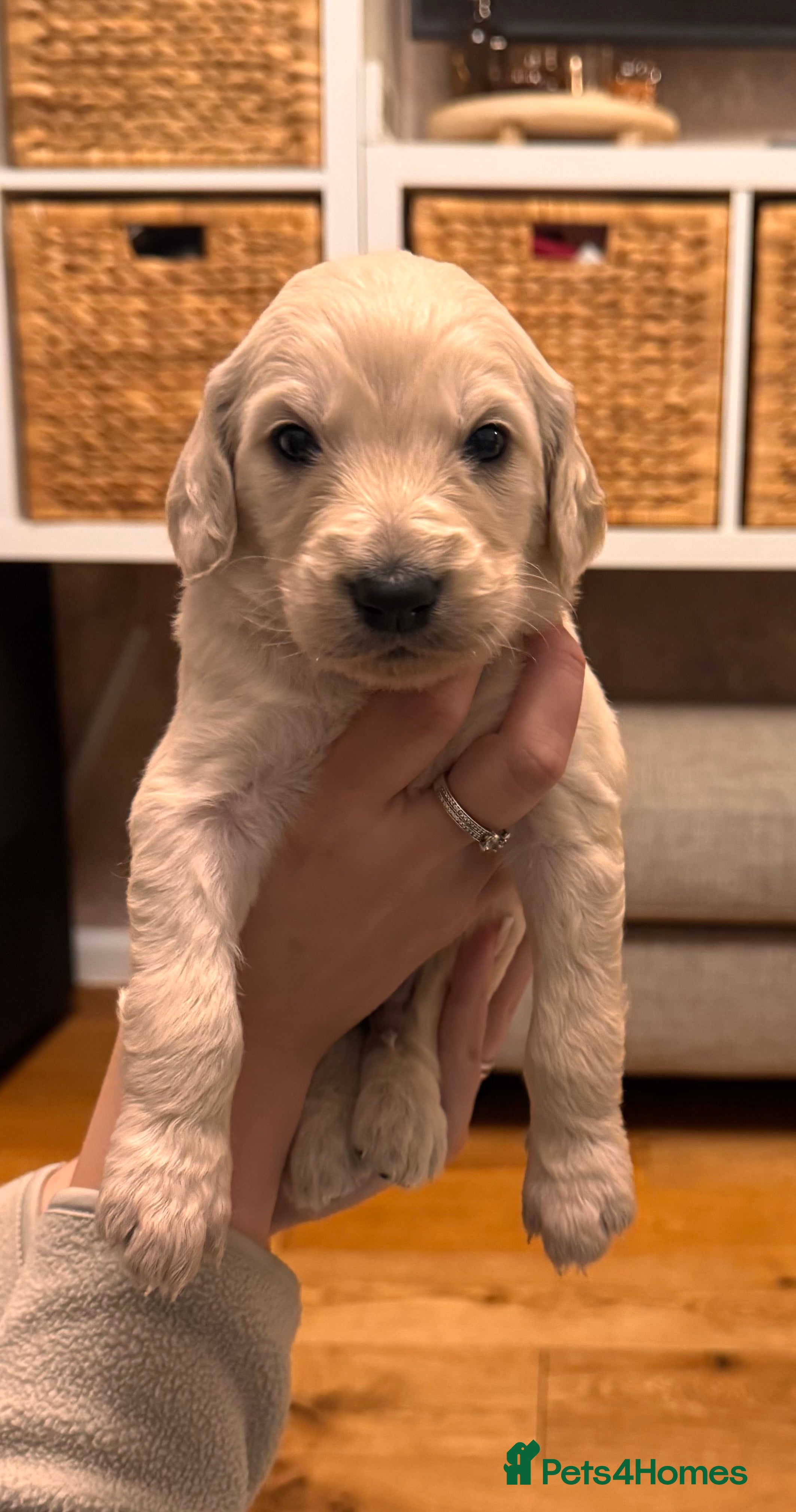 Goldendoodle dogs Beautiful F1b standard Goldendoodle puppies - Advert 3