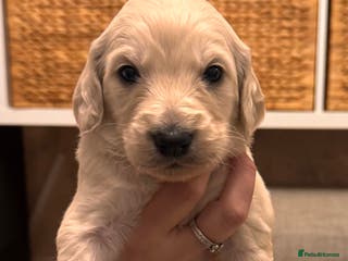 Goldendoodle dogs Beautiful F1b standard Goldendoodle puppies - Advert 3