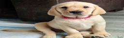 Goldador dogs for sale: Adorable Goldadors waiting for new homes !! - Advert 13