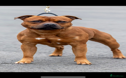 Staffordshire Bull Terrier dogs for sale: Amazing True To Type Staffordshire bull terriers  - Image 17