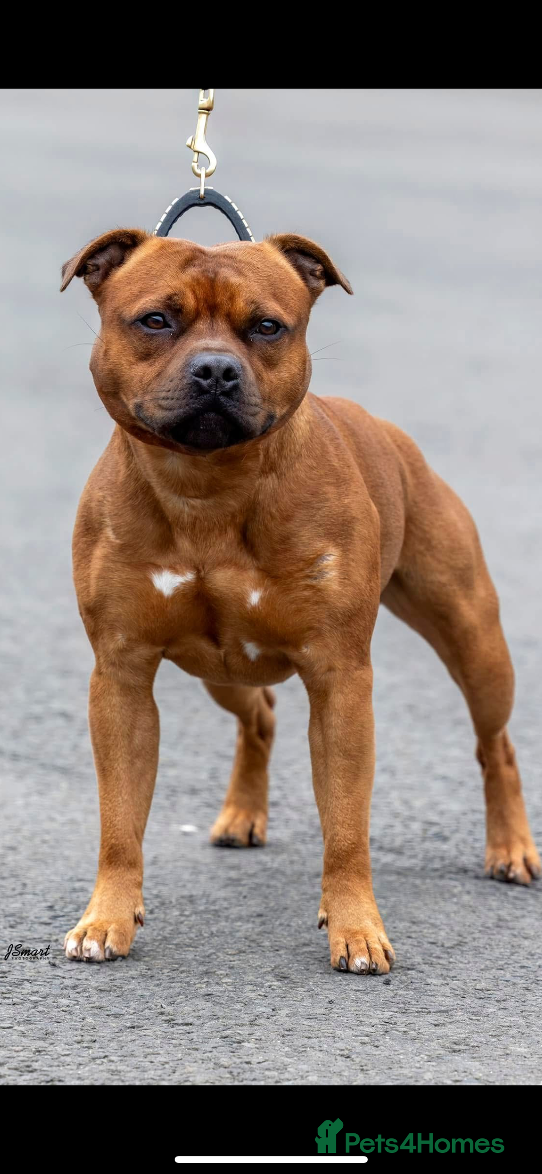 Staffordshire Bull Terrier dogs for sale: Amazing True To Type Staffordshire bull terriers  - Image 17